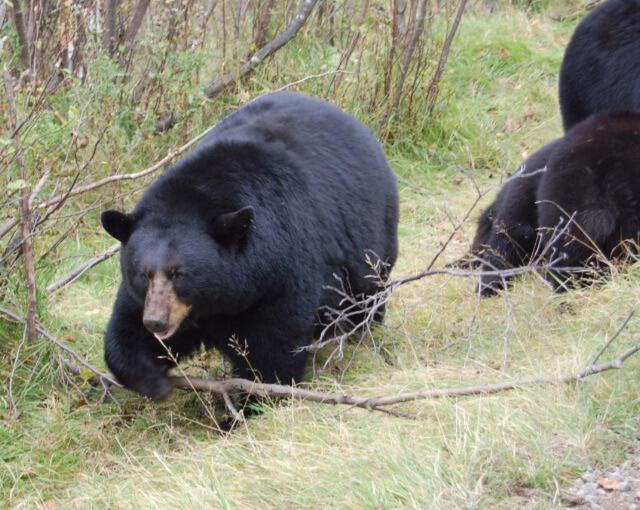 Domaine Le Bostonnais - Le Village En Bois Rond La Tuque Dış mekan fotoğraf