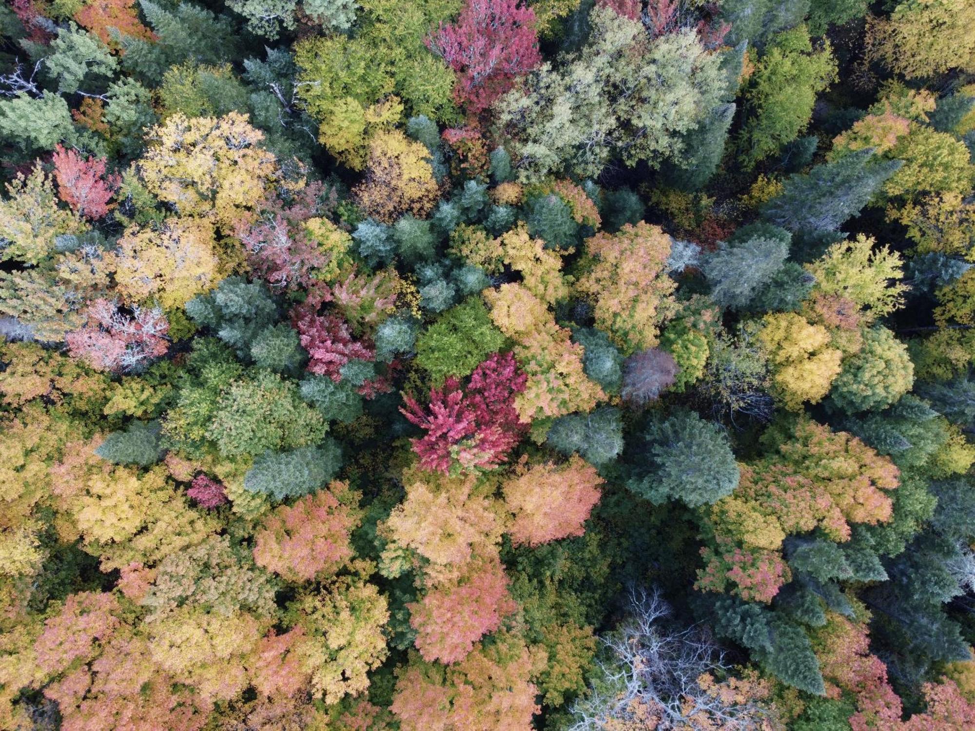 Domaine Le Bostonnais - Le Village En Bois Rond La Tuque Dış mekan fotoğraf